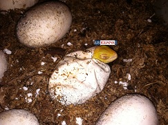 First few Albino eggs hatching